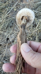 Battarreoides diguetii