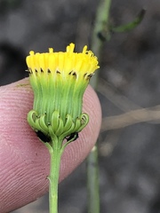 Senecio chrysocoma
