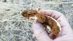 Battarreoides diguetii