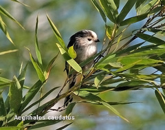 Aegithalos caudatus