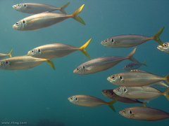 Trachurus novaezelandiae