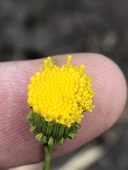 Senecio chrysocoma