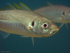 Trachurus novaezelandiae