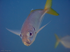 Trachurus novaezelandiae
