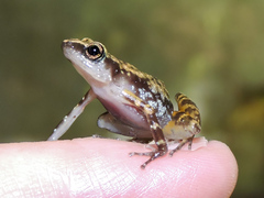 Eleutherodactylus pallidus