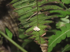 Musotima