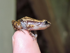 Eleutherodactylus pallidus