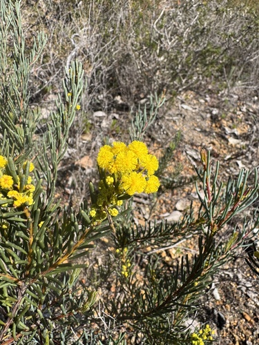 Acacia sulcata, 2025-09-04
