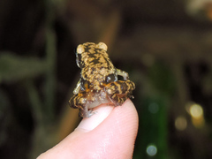 Eleutherodactylus pallidus