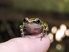 Eleutherodactylus pallidus