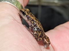 Eleutherodactylus pallidus