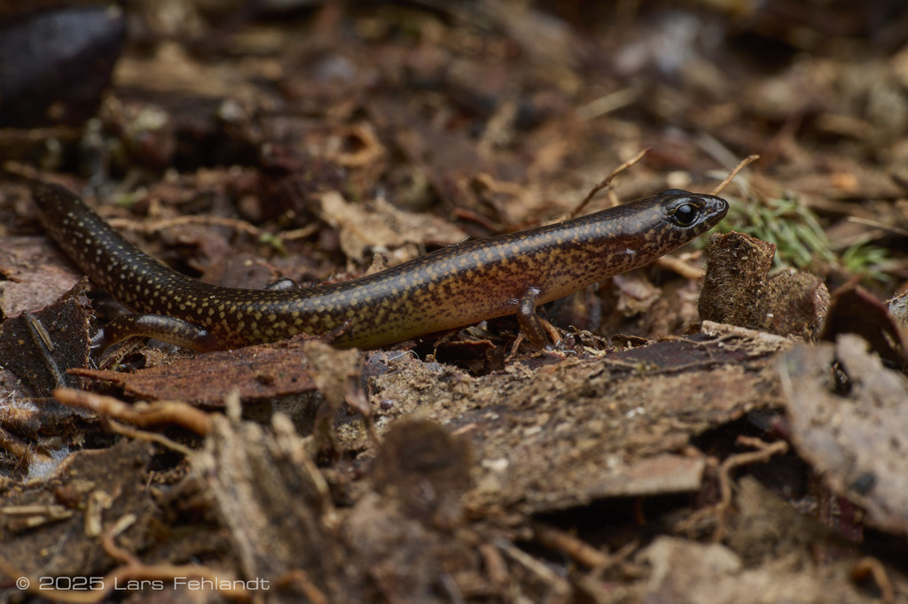 Tytthoscincus leproauricularis