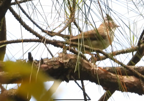 Indochinese Yuhina
