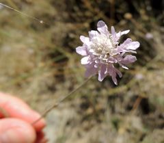 Scabiosa columbaria columbaria