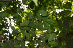 Sorocea affinis