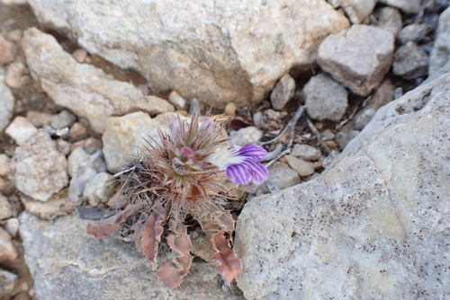 Kleinkaroo Spikeviolet (Acanthopsis dispermoides)