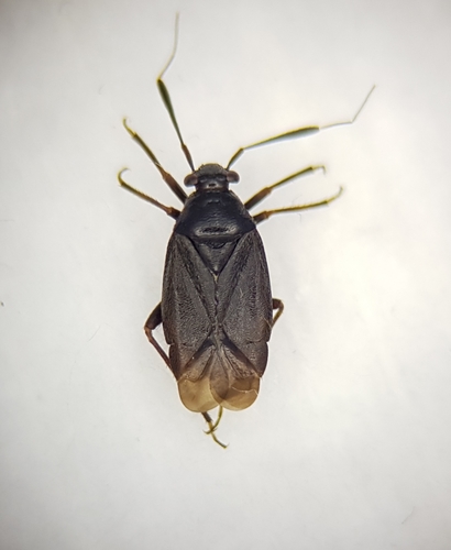 Miglinė Žolblakė nuotrauka