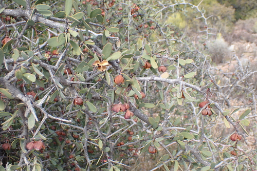 Splint Spike-Thorn (Gloveria integrifolia)