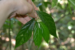 Pombalia prunifolia