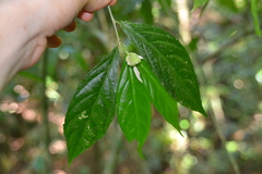 Pombalia prunifolia