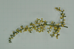 Aglaia rimosa