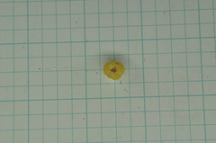 Aglaia rimosa