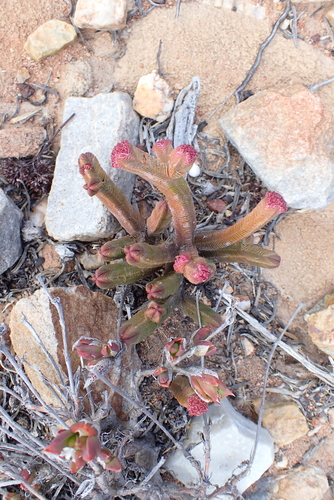Crassula pyramidalis