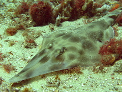 Aptychotrema rostrata