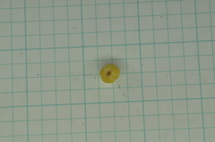 Aglaia rimosa