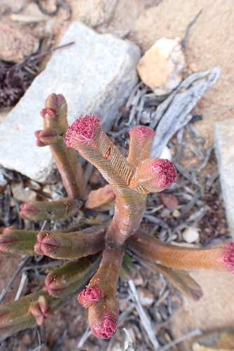 Crassula pyramidalis