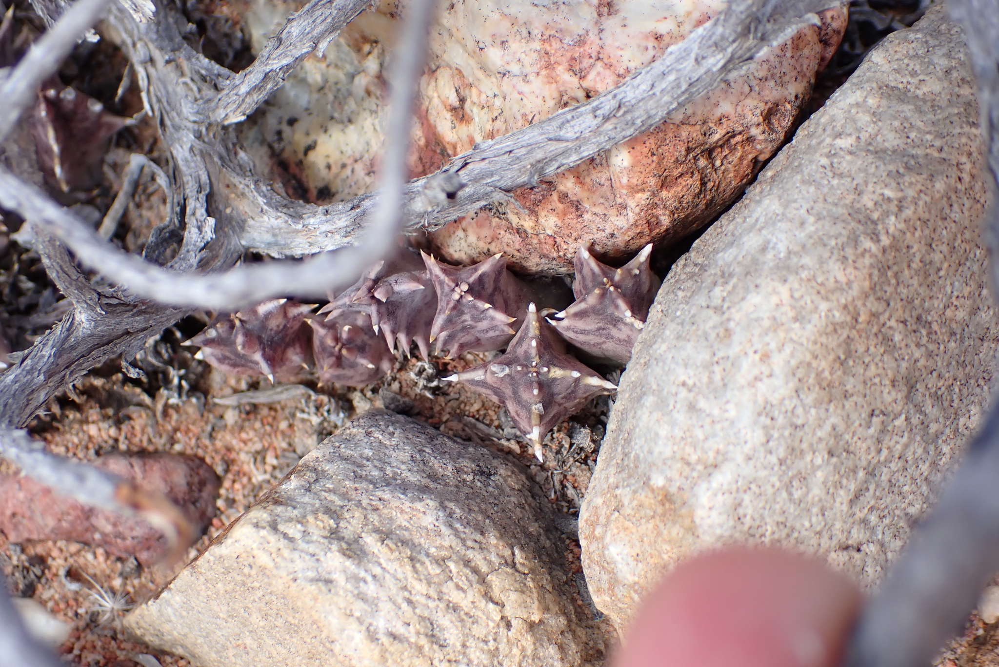 Ceropegia clavigera