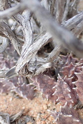 Ceropegia clavigera