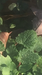 Lamium purpureum purpureum
