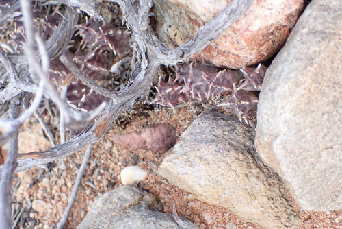 Ceropegia clavigera