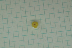 Aglaia rimosa