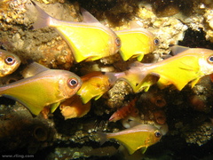 Pempheris affinis