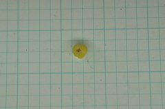 Aglaia rimosa