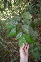 Desmopsis panamensis