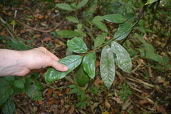 Desmopsis panamensis