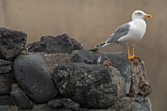 Larus michahellis atlantis