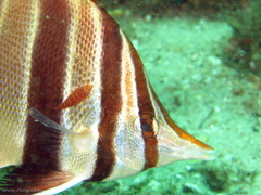 Chelmonops truncatus