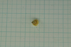 Aglaia rimosa