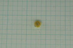Aglaia rimosa