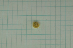 Aglaia rimosa