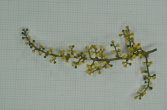 Aglaia rimosa