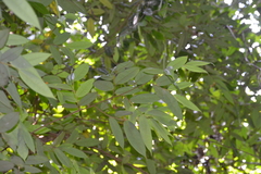 Xylopia macrantha image