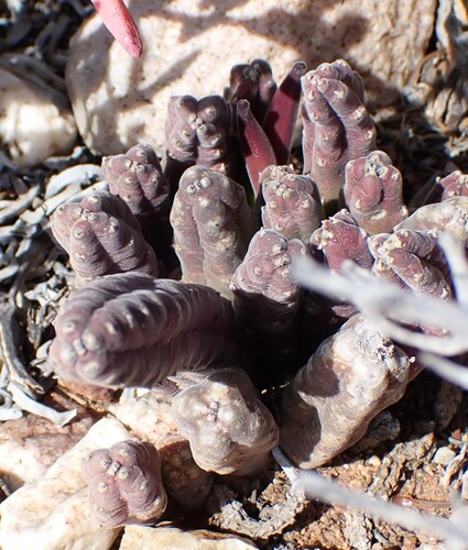 Ceropegia rufa