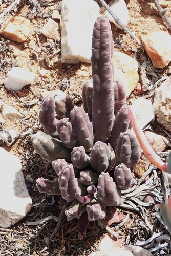 Gonostemon hirsutus var. tsomoensis 4