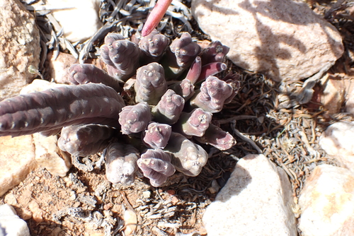Ceropegia rufa