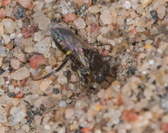 Oxybelus bipunctatus